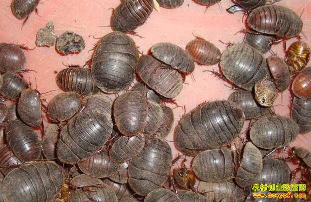 ��Ԫ��ֳ�����������Ԫ�����׬Ǯ��