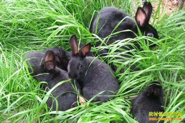 ũ��ѡ��<a  data-cke-saved-href=http://www.zhifujing.org/zfxm/cyxm/ href=http://www.zhifujing.org/zfxm/cyxm/ target=_blank class=infotextkey>��ҵ��Ŀ</a>