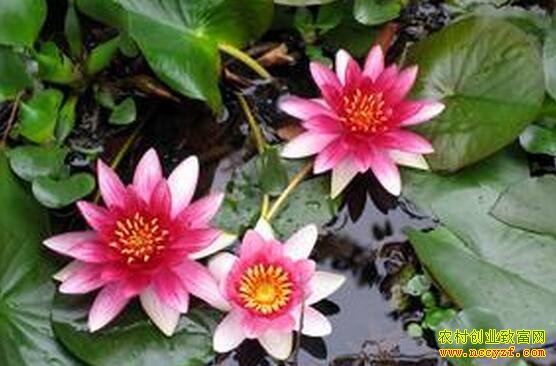 ��ͷ����ֲЧ���һĶ����8000Ԫ