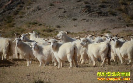 �������޶���Ǯһ�2016�����޼۸�����