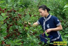 �����ִǵ�������ҵ��ֲɣ����׬40��