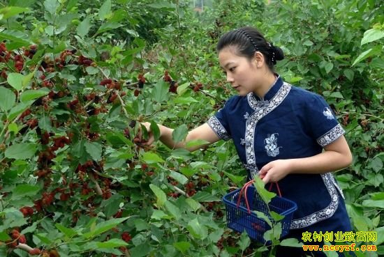 �ǵ�����ȥ��ҵ ���ִ�����ɣ��