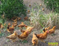 ��ֳ�¸�������������ɢ������ �Գ��ȪˮЧ���