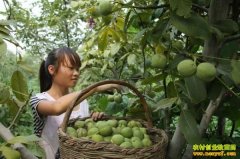 ɽ��������־���ĺ�����ֲ�¸���