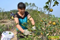 �������Ƴ·�����ֲ�Ͳ��� ��ɽ��Ƹ�