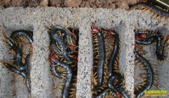 ��ֳ���׬Ǯ�������ֳ���г�ǰ���ͼ۸�����