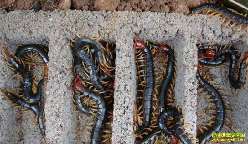 养殖蜈蚣赚钱吗:蜈蚣养殖的市场前景和价格行情