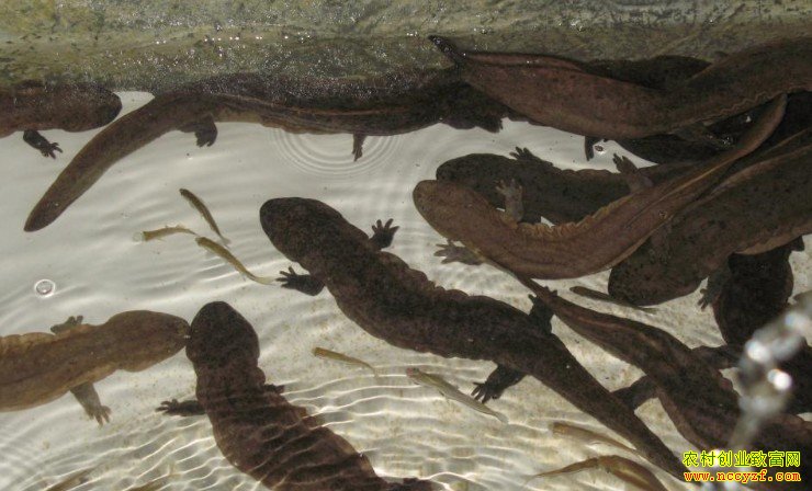 [ÿ��ũ��]���������㿿ǿ�������Ƹ�