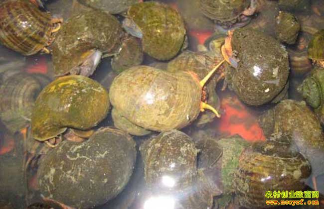 ������ƽ�ظ�����ˮ���������¸��и���