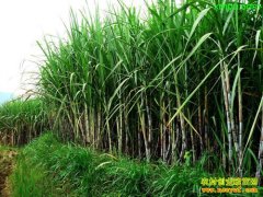 ��������һ�������ֳ�����ͷ��