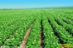 ɽ����������ֲ�������Ǳ����