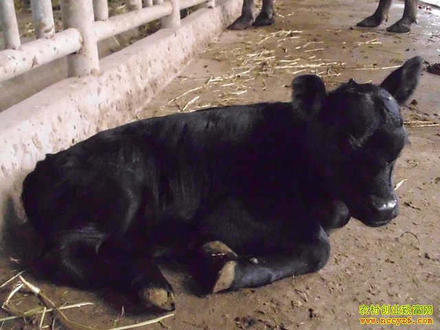 ��ֳ���ް���ţ�޽�����ũ���¸�����Ŀ