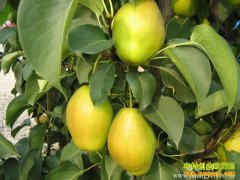 [ũ�����]����������ֲ������Ƶ