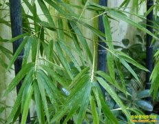 �����ϴ���������ֲ�̺��� ��ɽ��ɽ�ָ���