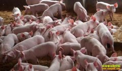 ������ֳ������� �����۸񡰷��족