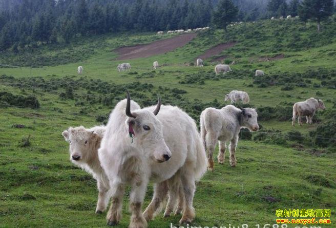 [ũ�����]��ף����ţ��ֳ������Ƶ