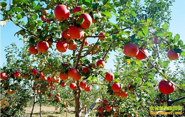 [�Ƽ�Է]ƻ����������Ҫ������족