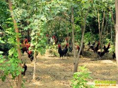 ����˫������̬��ֳ��ũ���¸�����Ŀ