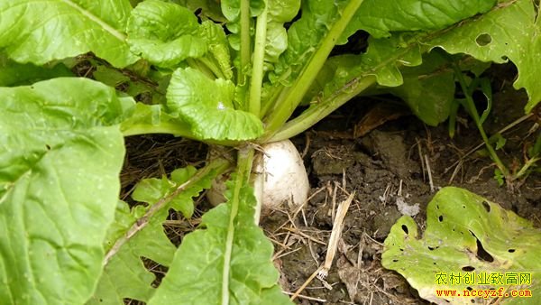 �������Ҵ�����Ķ�����߹���ҵ԰