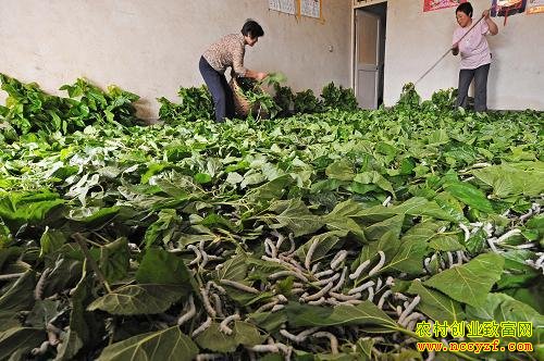 ɽ�����ǣ�������Ģ�� һ�������¸���׬Ǯ