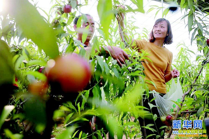 ɽ����Ӫ�ջ�����ũ����������ȦЧ��ɹ�