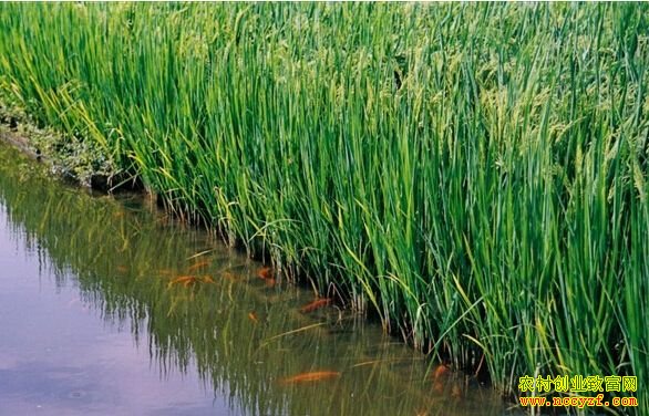 ˮ������:ˮ������̬����������Ƶ