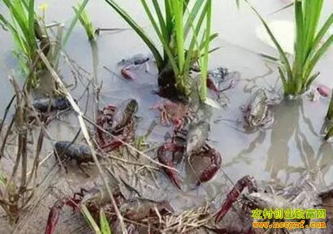 ������С��ϺÿĶ����������1����Ԫ