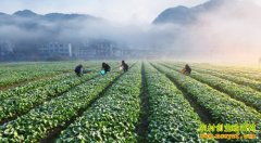 �߲ˡ����ܡ�ҩ�ġ�����2016����ʲô��׬Ǯ