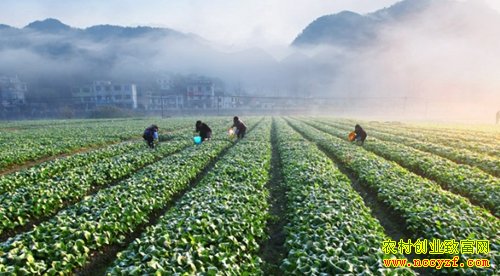 �߲ˡ����ܡ�ҩ�ġ�����2016����ʲô��׬Ǯ