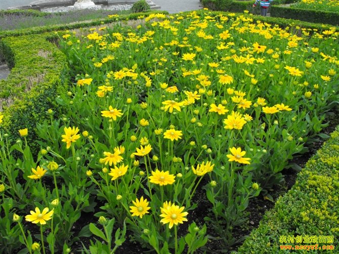 �߲ˡ����ܡ�ҩ�ġ�����2016����ʲô��׬Ǯ