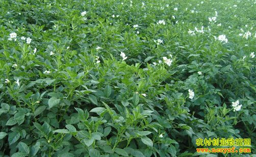 �߲ˡ����ܡ�ҩ�ġ�����2016����ʲô��׬Ǯ