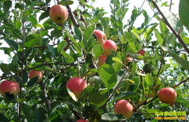 �߲ˡ����ܡ�ҩ�ġ�����2016����ʲô��׬Ǯ