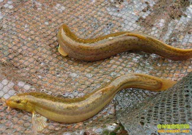 ���ϳ������ƽ��ֳ����������20��