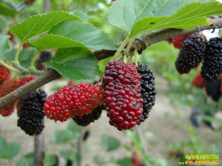 �������������ֲɣ��ÿĶ����6��Ԫ