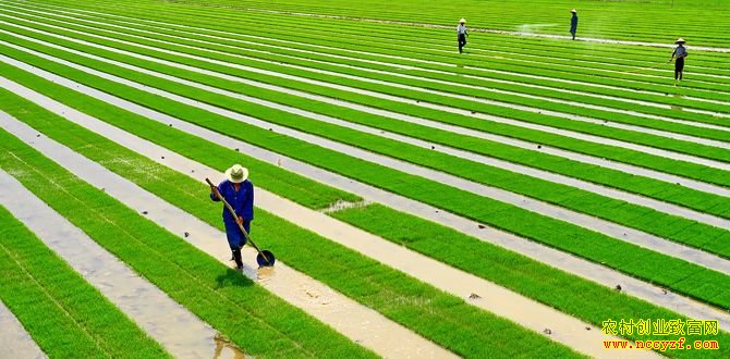 ��Ӫ��ɫ��ֳ����ͥũ������ҵ