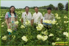 ��ֲʲô׬Ǯ������ʲô�á����硰�ֺ�ʲô��