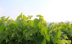 [�Ƽ�Է]�����ɣ�أ�ɣ԰��ĸ���