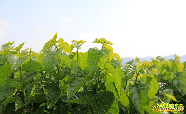 [�Ƽ�Է]ɣ԰��ĸ���