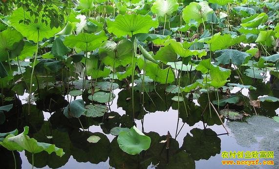 ��ź������������ģʽ��ũ�����¸�