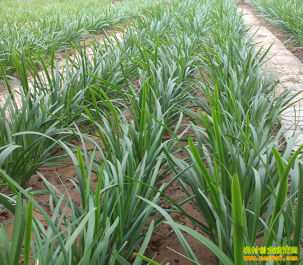 ɽ�����ǹ�Զ����ֲ�޹����²�Ķ��������20%