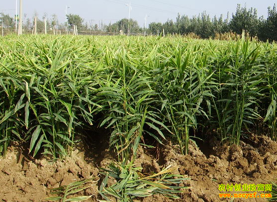 ����ֽ����������ʸ߲��������