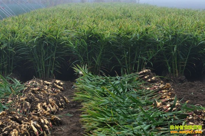 ����ֽ����������ʸ߲��������