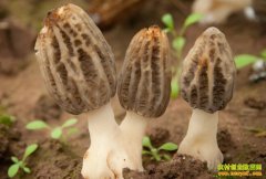 ��Ǿ��г�ǰ����ô������ֲ��Ǿ�ǰ����