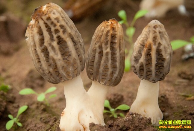 ��Ǿ��г�ǰ����ô������ֲ��Ǿ�ǰ����