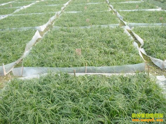 ��ֲ��׬Ǯ��2016�������ͦһ�����ڽ�����