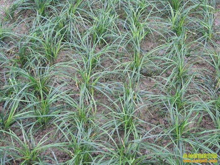 ��ֲ��׬Ǯ��2016�������ͦһ�����ڽ�����