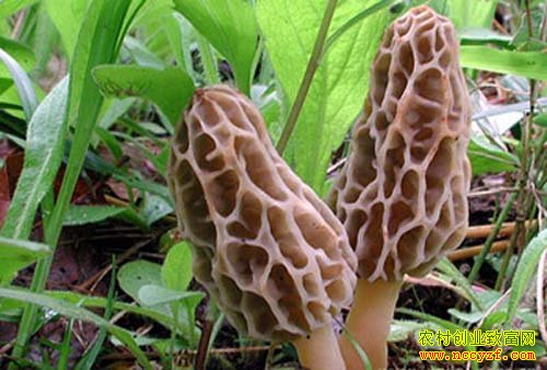 ��Ǿ�����ֲ�������