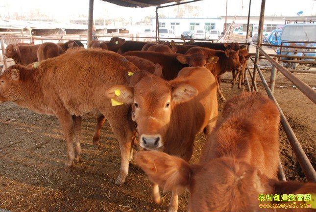 ��ֳ100ͷ��ţ�������