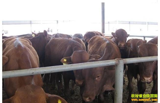 ��ֳ100ͷ��ţ�������