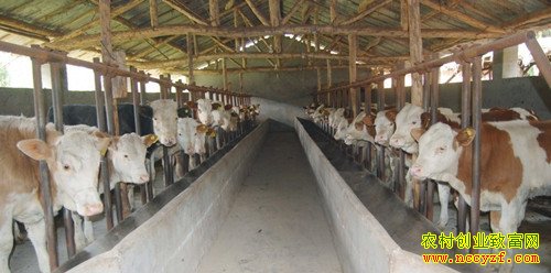 ��ֳ100ͷ��ţ�������